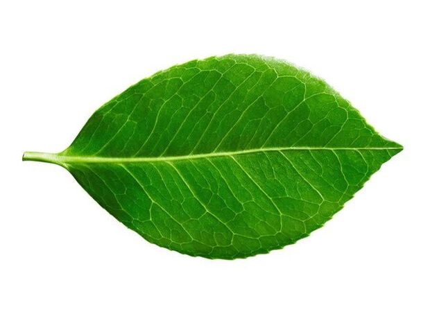 Buchu leaf in capsules Predstonorm