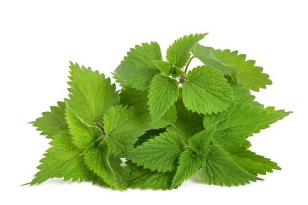 nettle extract in capsules Predstonorm