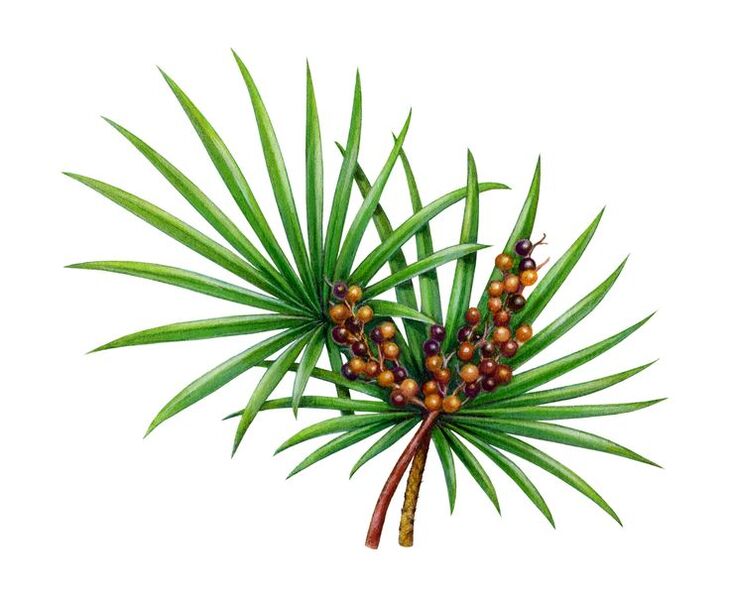 saw palmetto extract in capsules Predstonorm